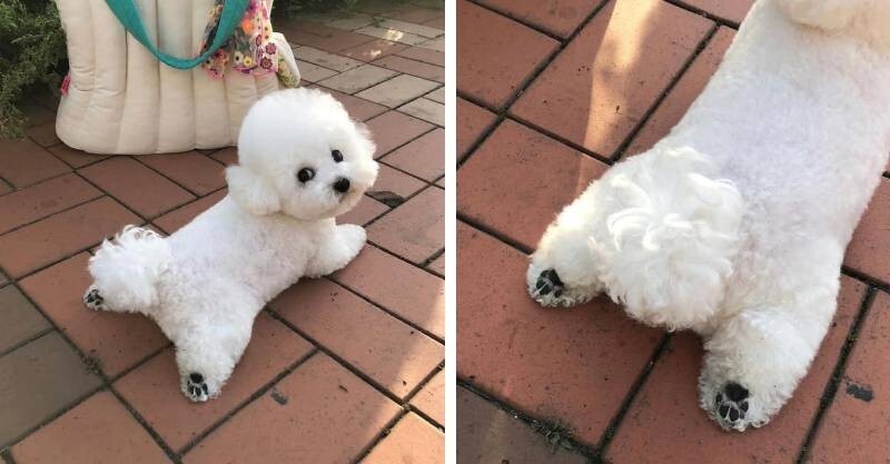 泥可以再靠近一点～比熊犬趴地「秀短短腿